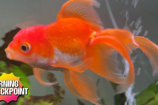 Goldfish Famous for Overcoming Elden Ring's Hardest Boss Dies