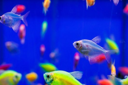 How to Catch Fisch Hot Cocoa: Preferences and Location Guide