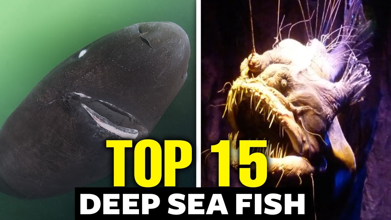 Rarest Fish Species and Their Locations: A Comprehensive Guide