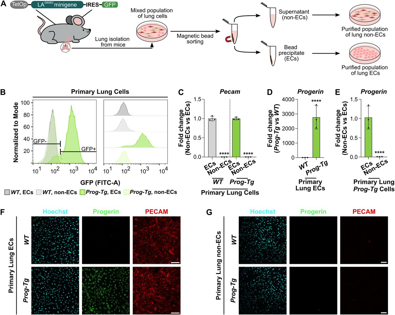 Comprehensive Guide to Lineage Skins: Images of All Stands and Acquisition Methods