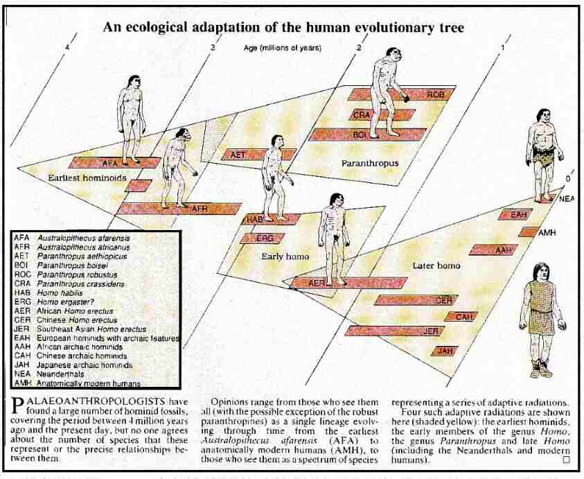 Understanding Unique Lineage Personality Types: Traits and Transformation Techniques
