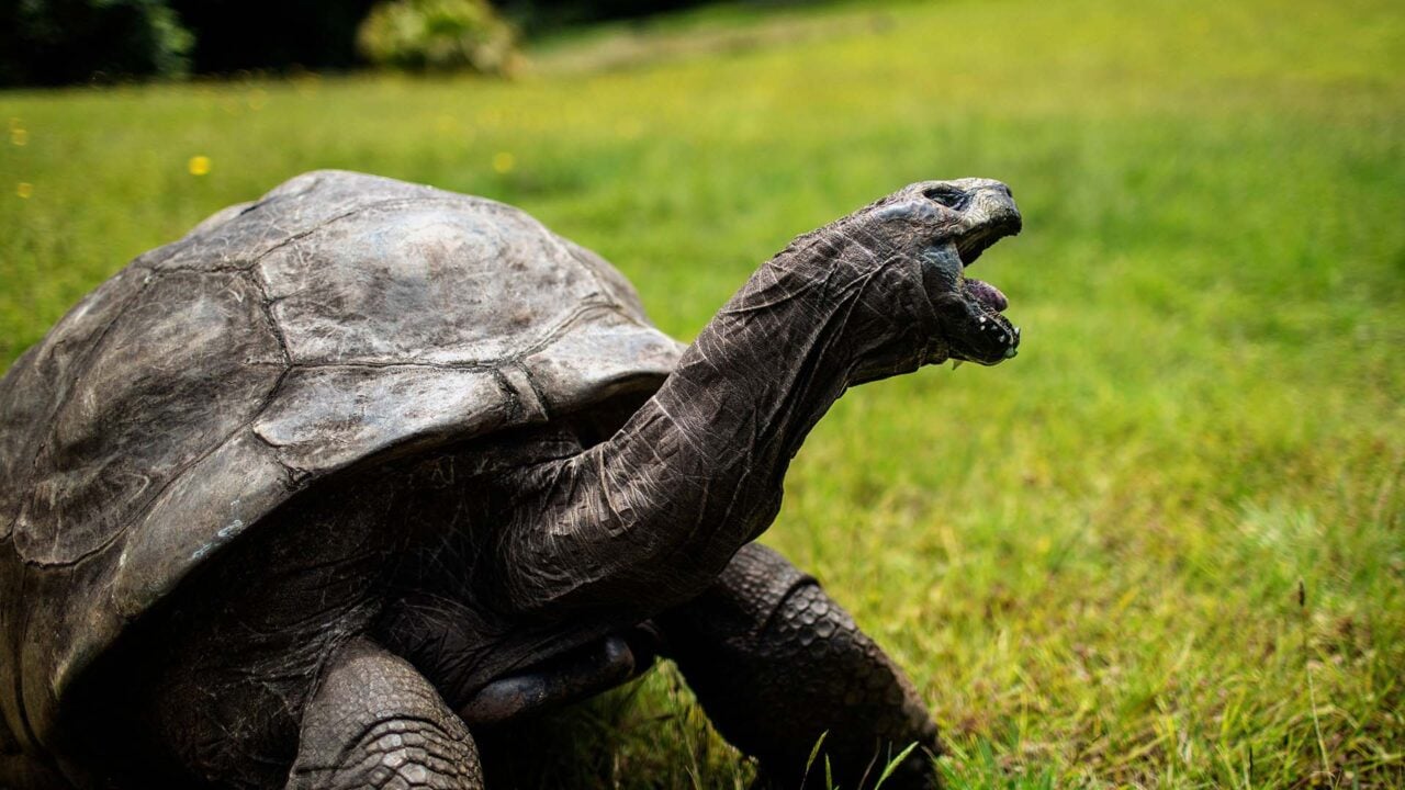 World’s Most Ancient Tortoise Remains Alive; Recent Reports of Its Demise Were a Cryptocurrency Scam