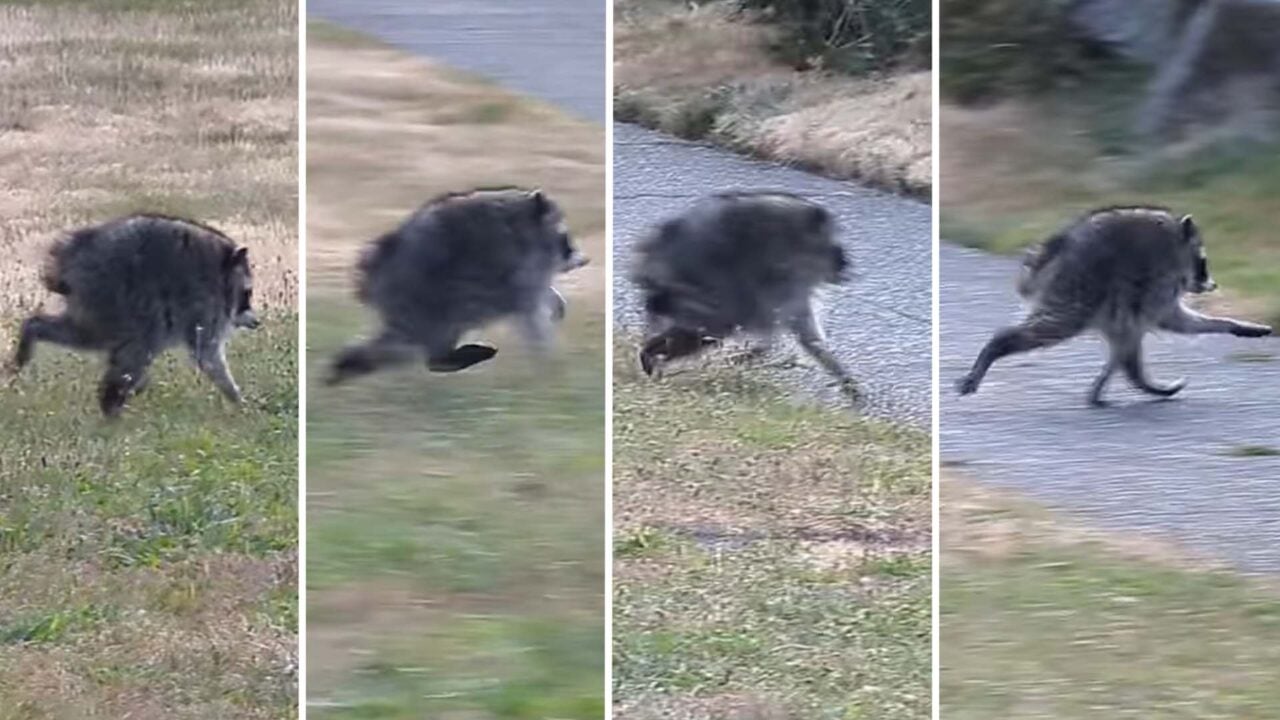 Seattle’s Newest Cryptid Sensation: A Plump Raccoon Called Jimothy